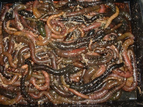 Salting Lugworm